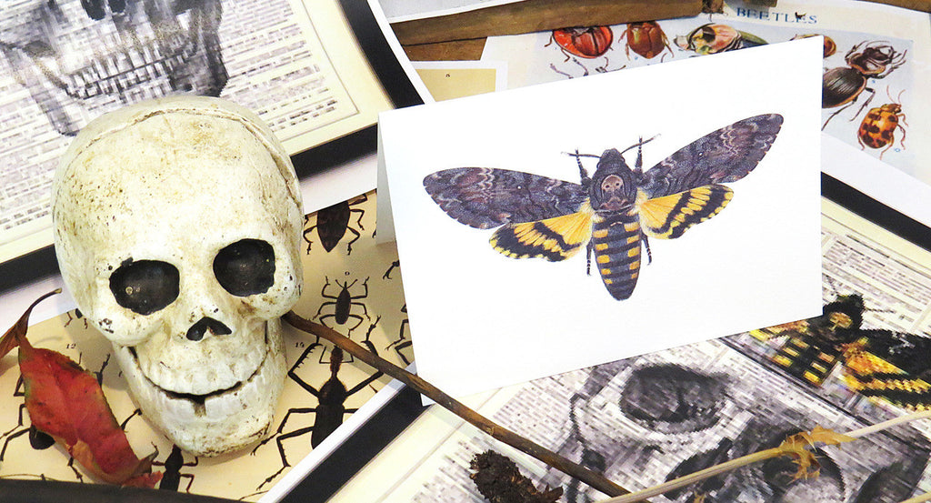 Insect bug bee butterfly dragonfly taxidermy entomology beetle moth