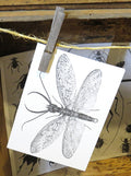 Insect bug bee butterfly dragonfly taxidermy entomology beetle moth