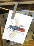  Insect bug bee butterfly dragonfly taxidermy entomology beetle moth