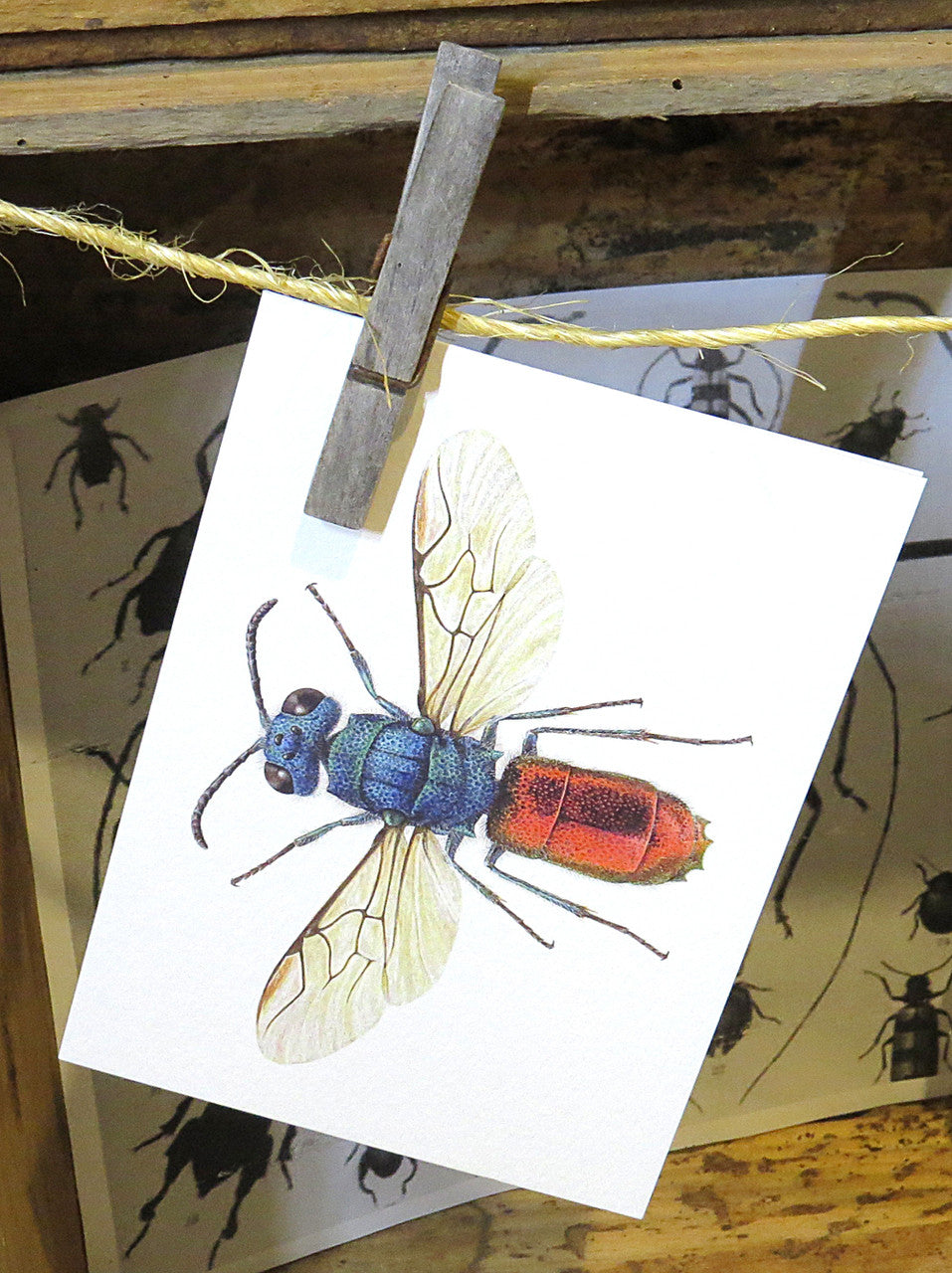 Insect bug bee butterfly dragonfly taxidermy entomology beetle moth