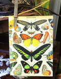 Insect bug bee butterfly dragonfly taxidermy entomology beetle moth