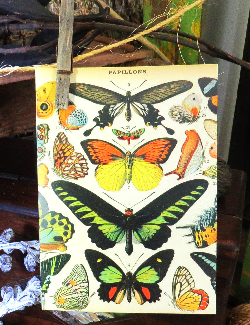 Insect bug bee butterfly dragonfly taxidermy entomology beetle moth