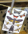 Insect bug bee butterfly dragonfly taxidermy entomology beetle moth