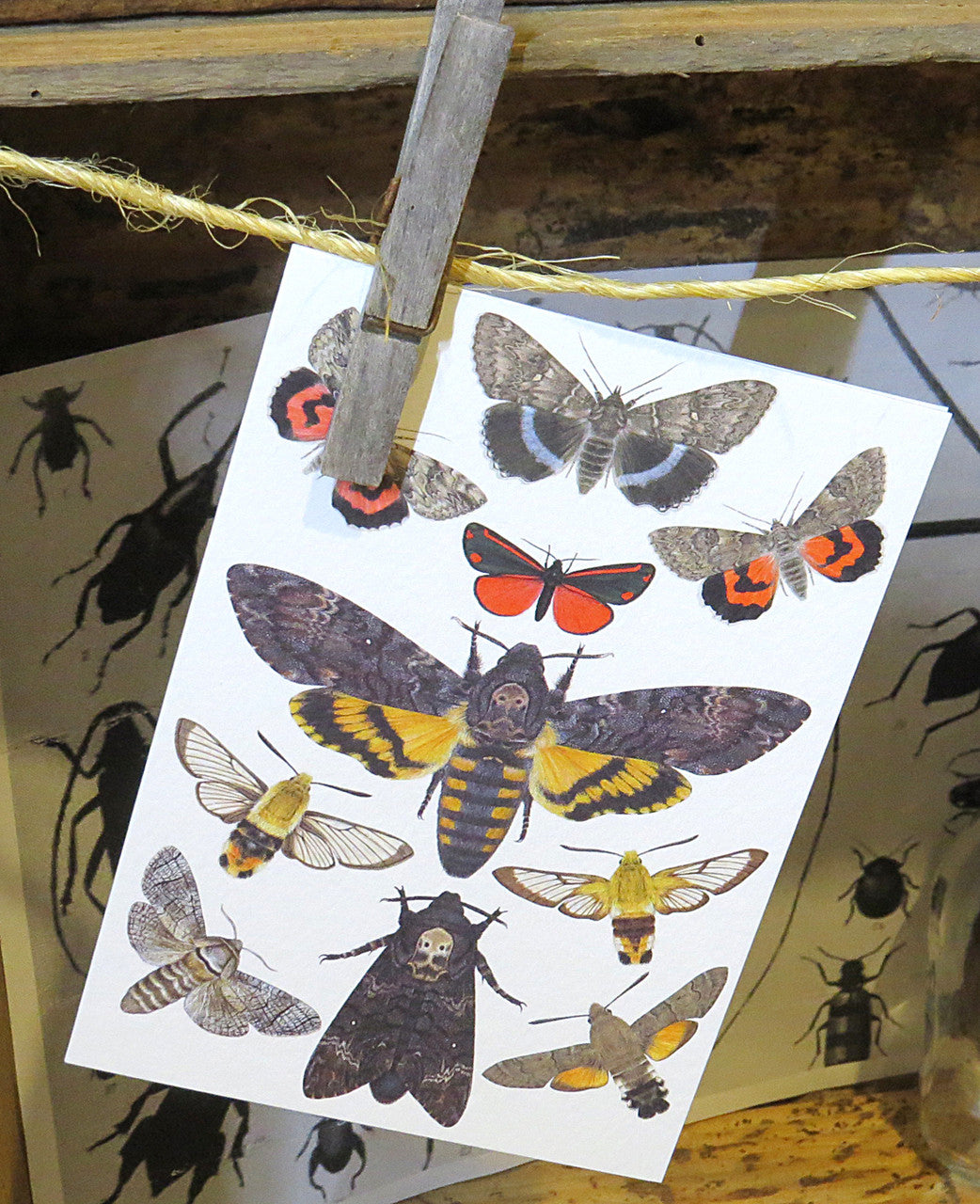 Insect bug bee butterfly dragonfly taxidermy entomology beetle moth
