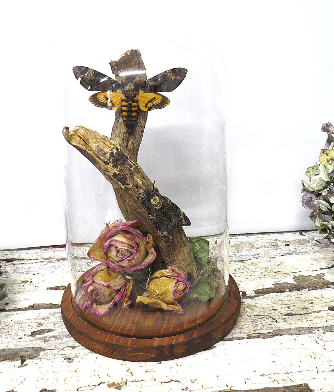 Death head moth