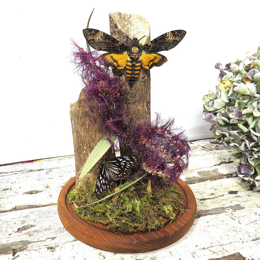 Dome # 19 Death Moth open & butterfly ( LOCAL PICKUP ONLY )