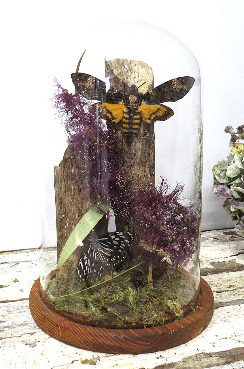 Dome # 19 Death Moth open & butterfly ( LOCAL PICKUP ONLY )