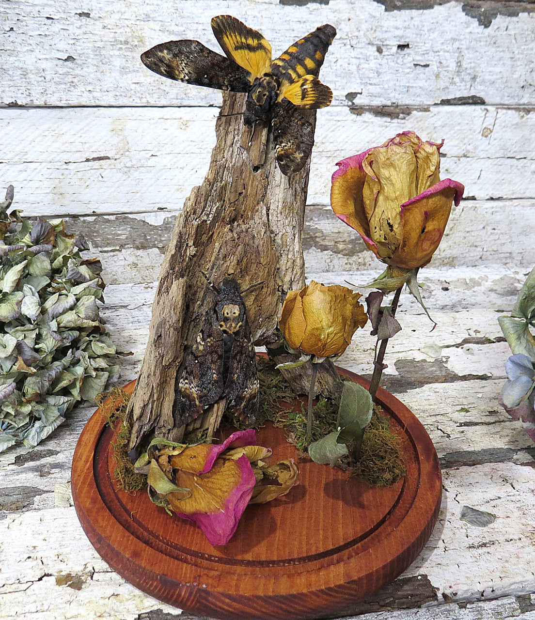 Death head moth dome 