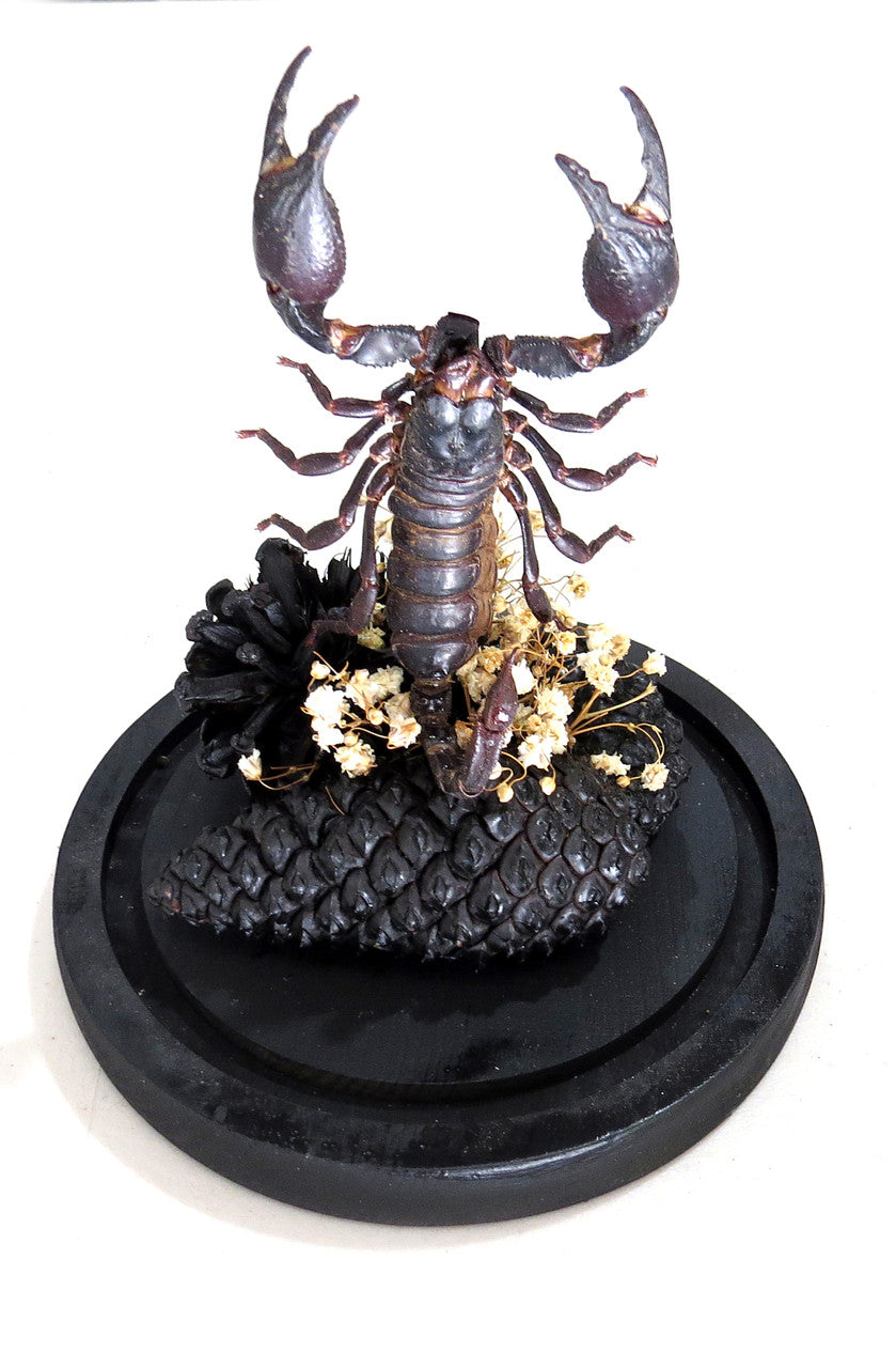 Dome # 26 Scorpion( LOCAL PICKUP ONLY )
