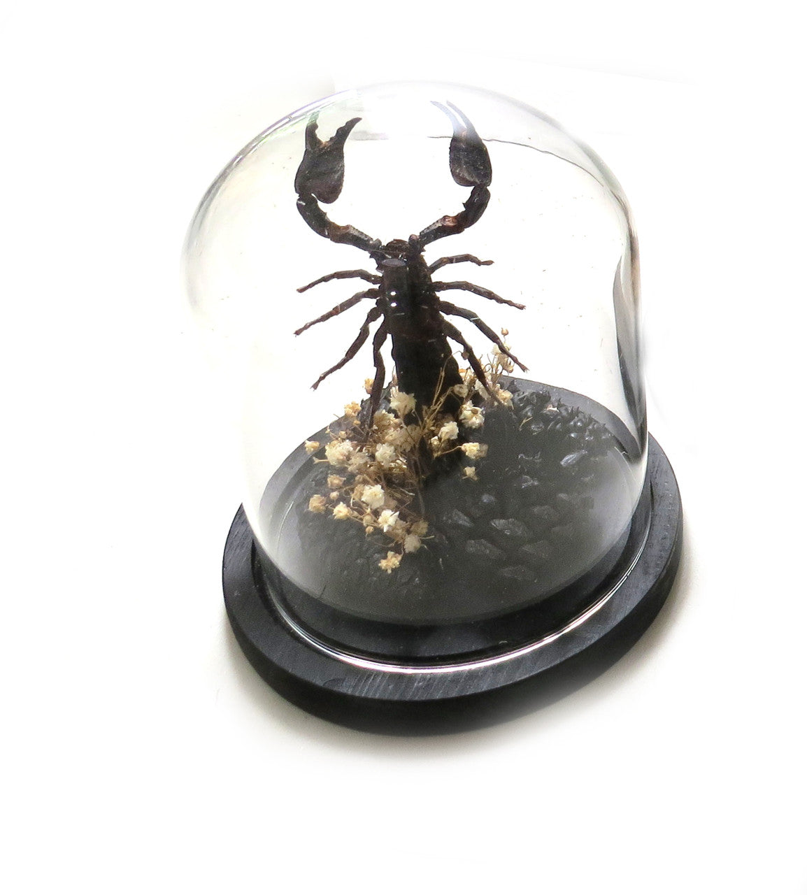 Dome # 26 Scorpion( LOCAL PICKUP ONLY )