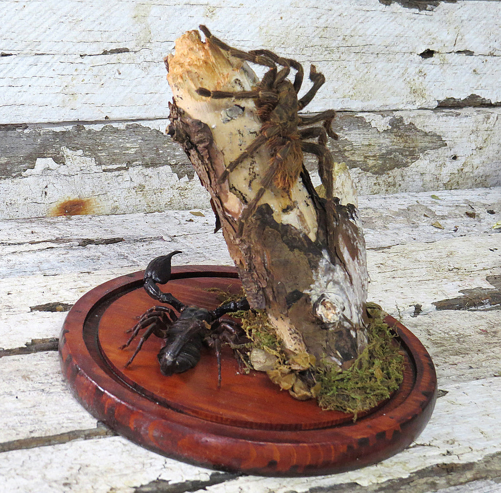 dome scorpion spider 