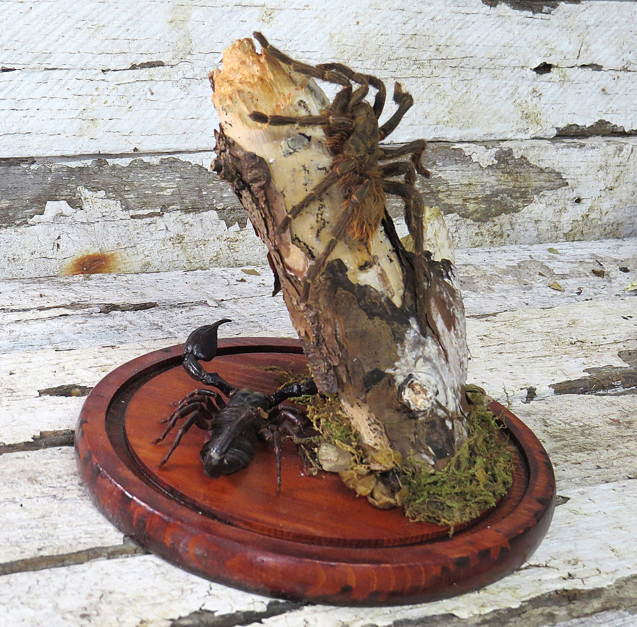 dome scorpion spider 