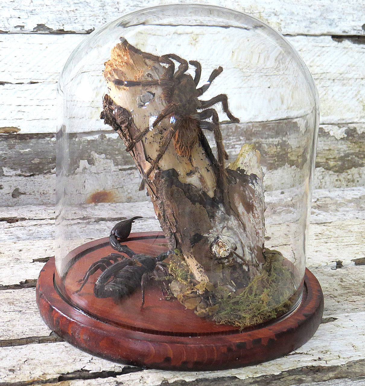 dome scorpion spider 