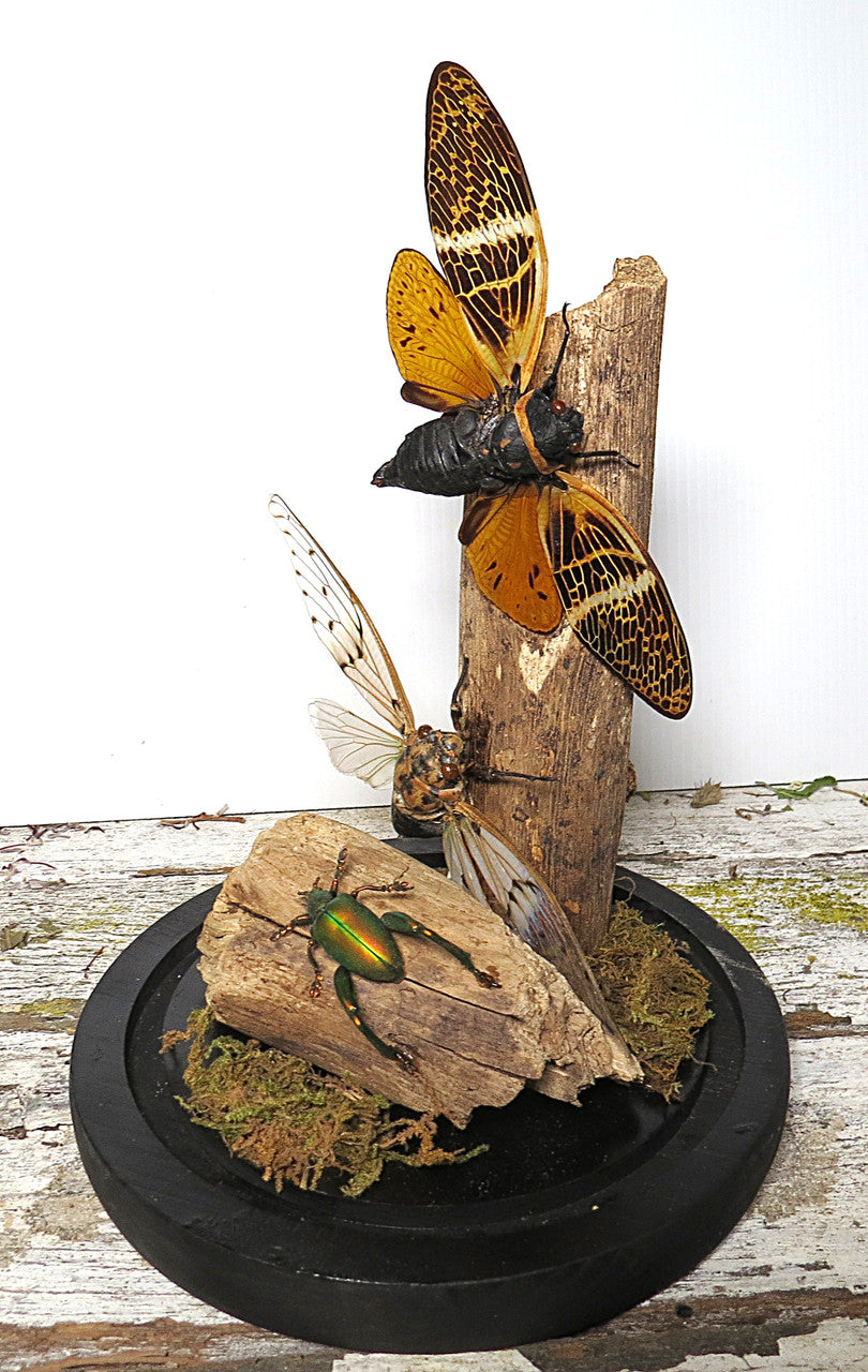 dome cicada 