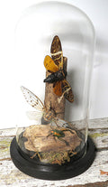 dome cicada