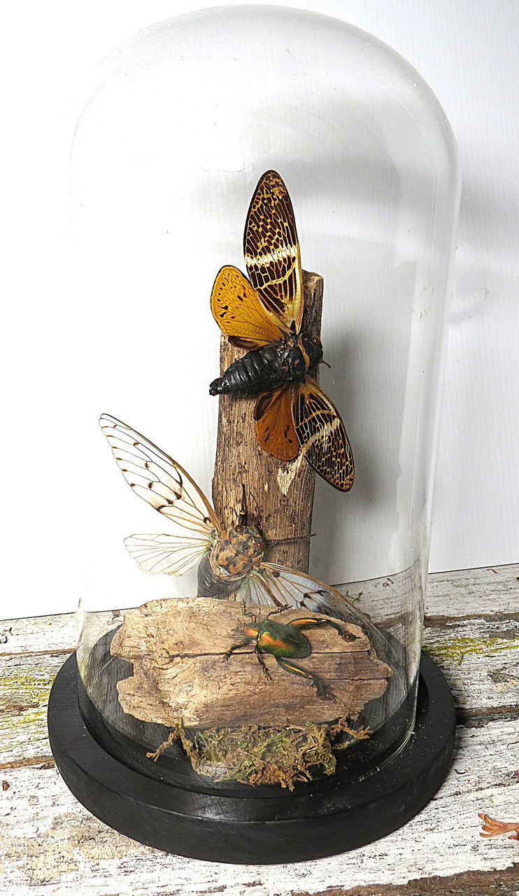dome cicada