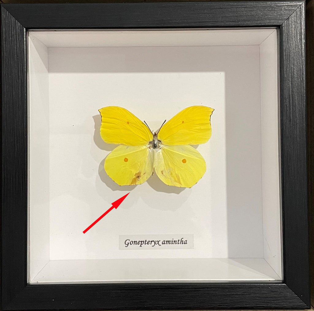 Gonepteryx amintha label (special) #2
