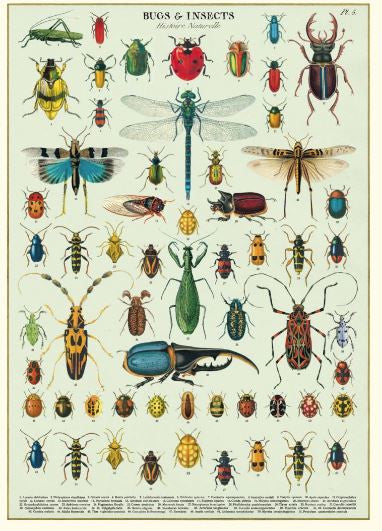 Gift wrap paper Bugs & Insects