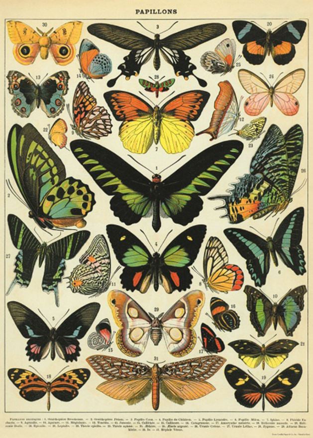 Gift wrap paper Butterfly print
