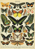 Gift wrap paper Butterfly print