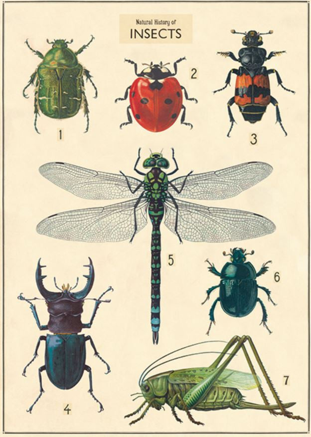 Gift wrap paper Bugs Large print
