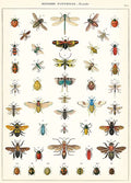 Gift wrap paper Bugs small  print