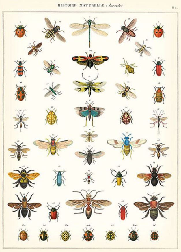 Gift wrap paper Bugs small  print