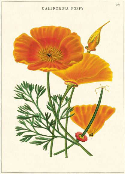 Gift wrap paper Poppy print