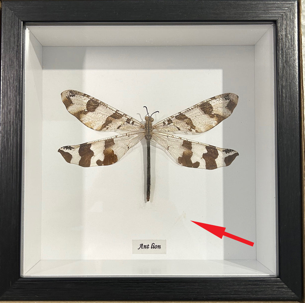 Ascalaphidae sp. #1 ( special )