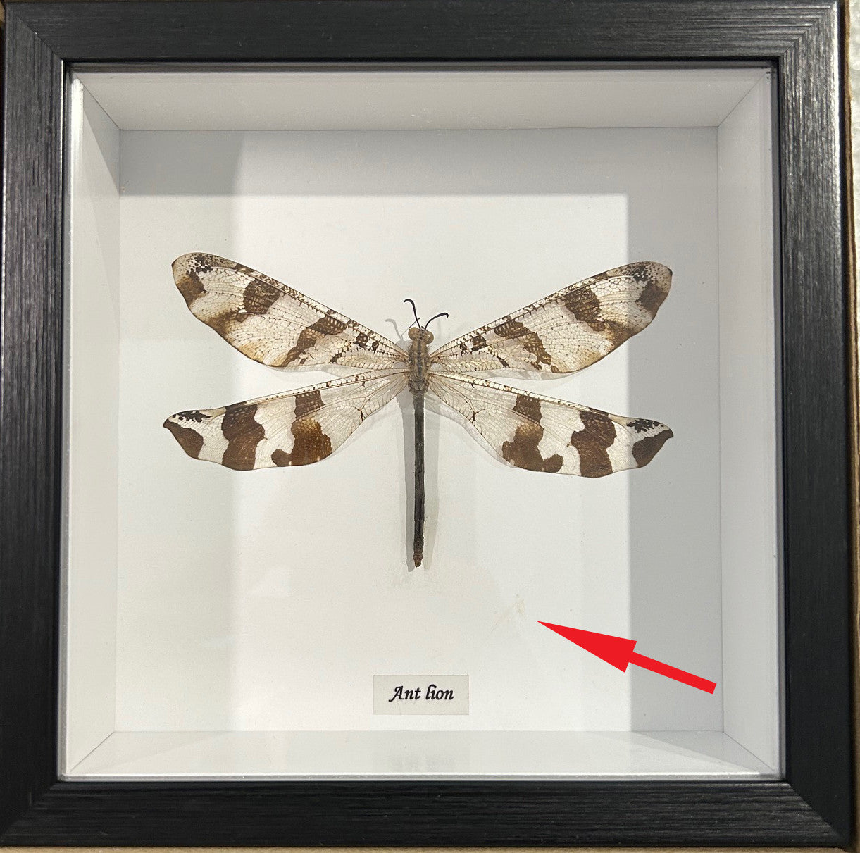Ascalaphidae sp. #1 ( special )