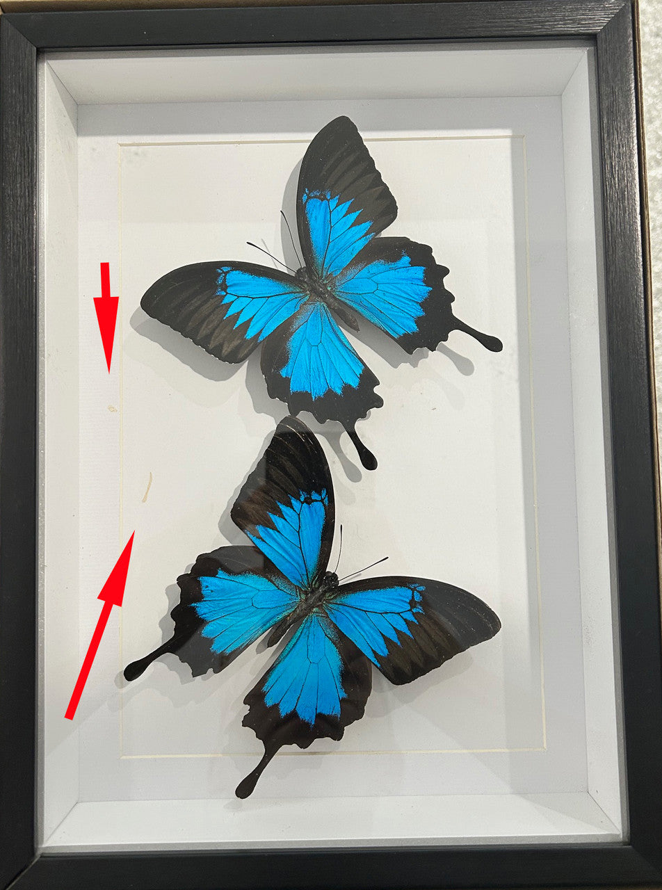 Papilio ulysses #A1  (special)