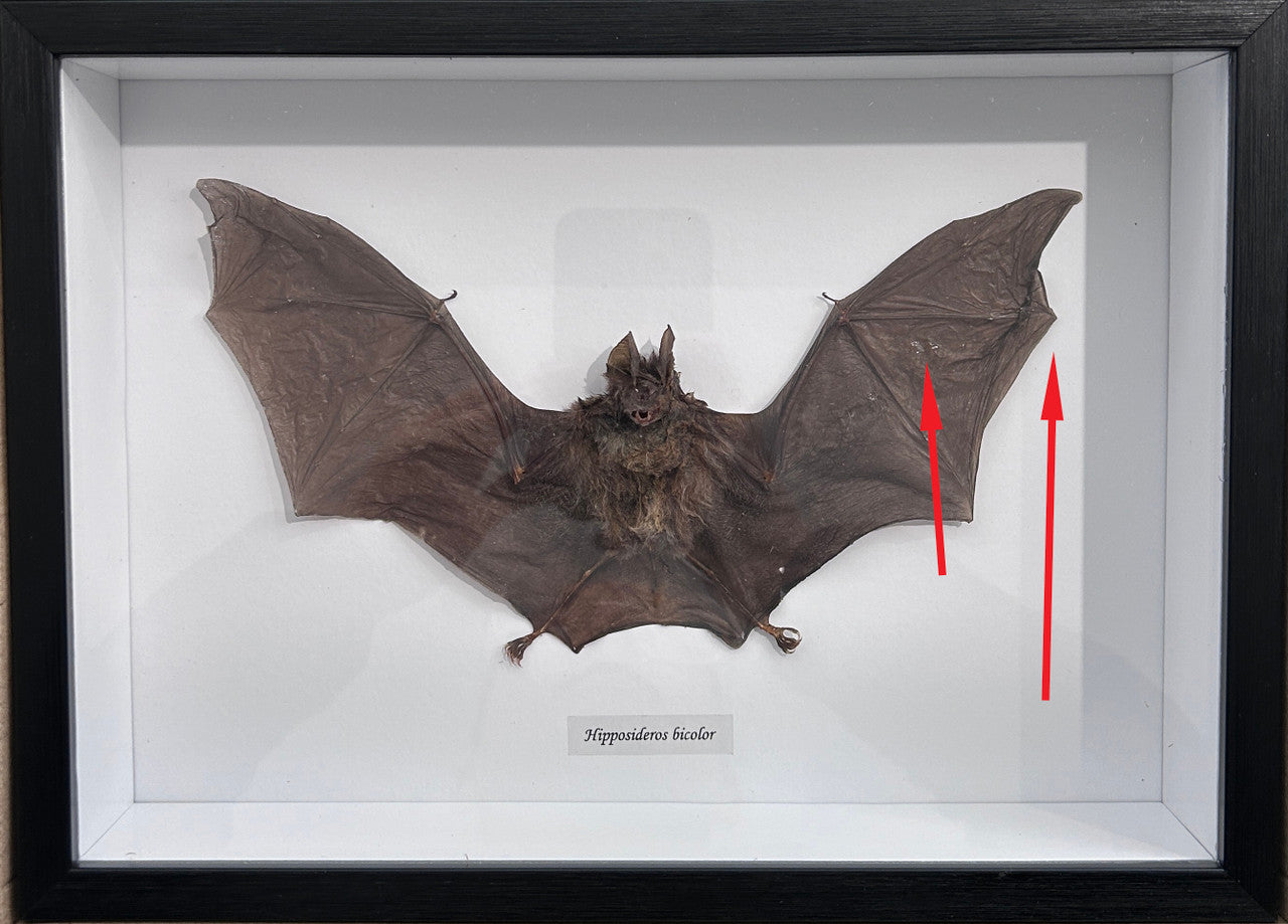 Hipposideros bicolor bat #A2 ( special )