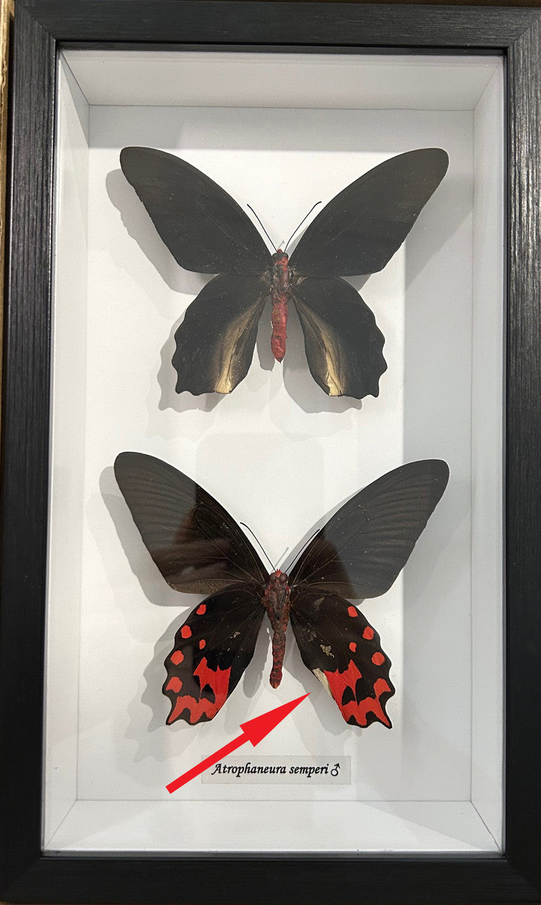 Atrophaneura semperi F & M Vampire butterfly  #1 ( special )
