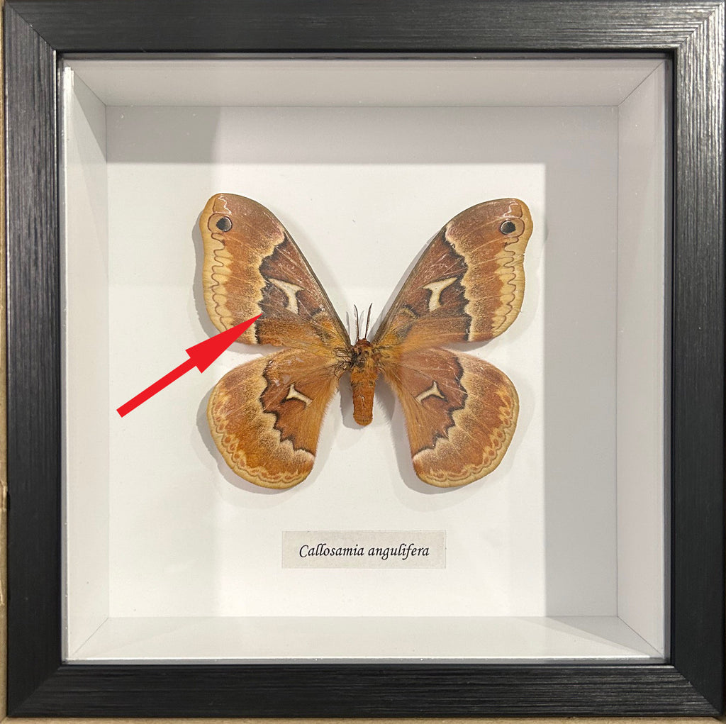 Callosamia angulifera #22 (special)