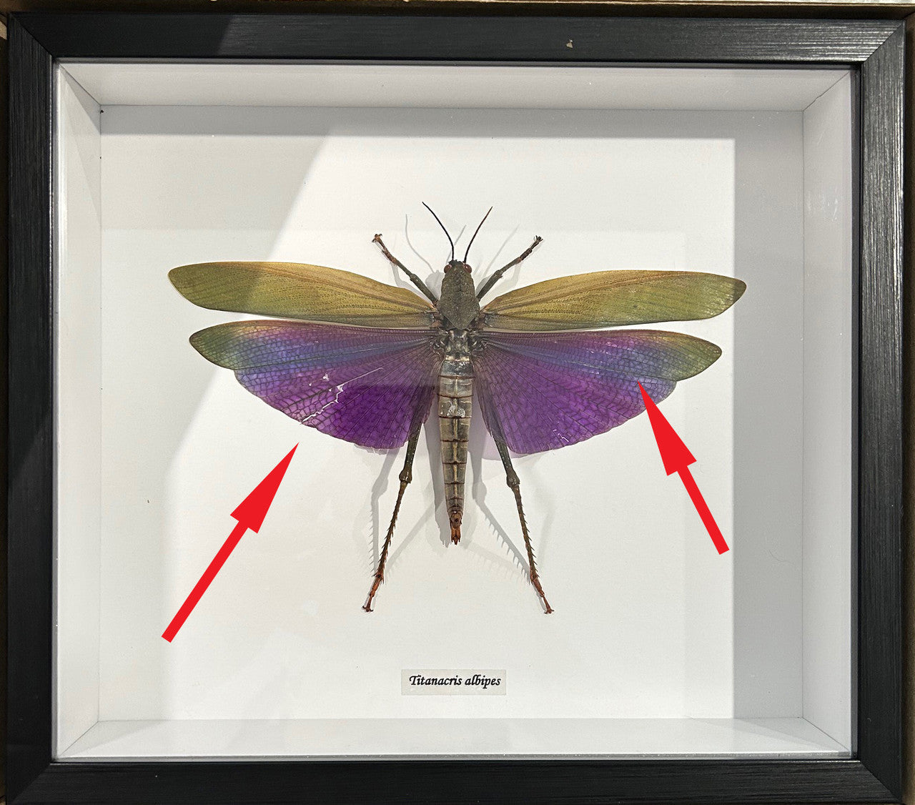 Titanacris albipes Female # V3 ( special )