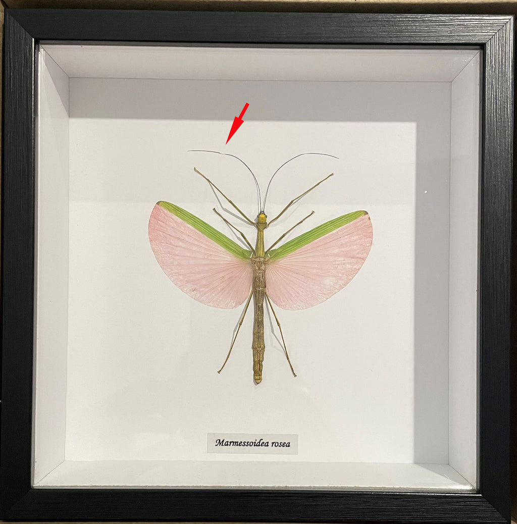 Marmessoidea rosea # T4  ( special )