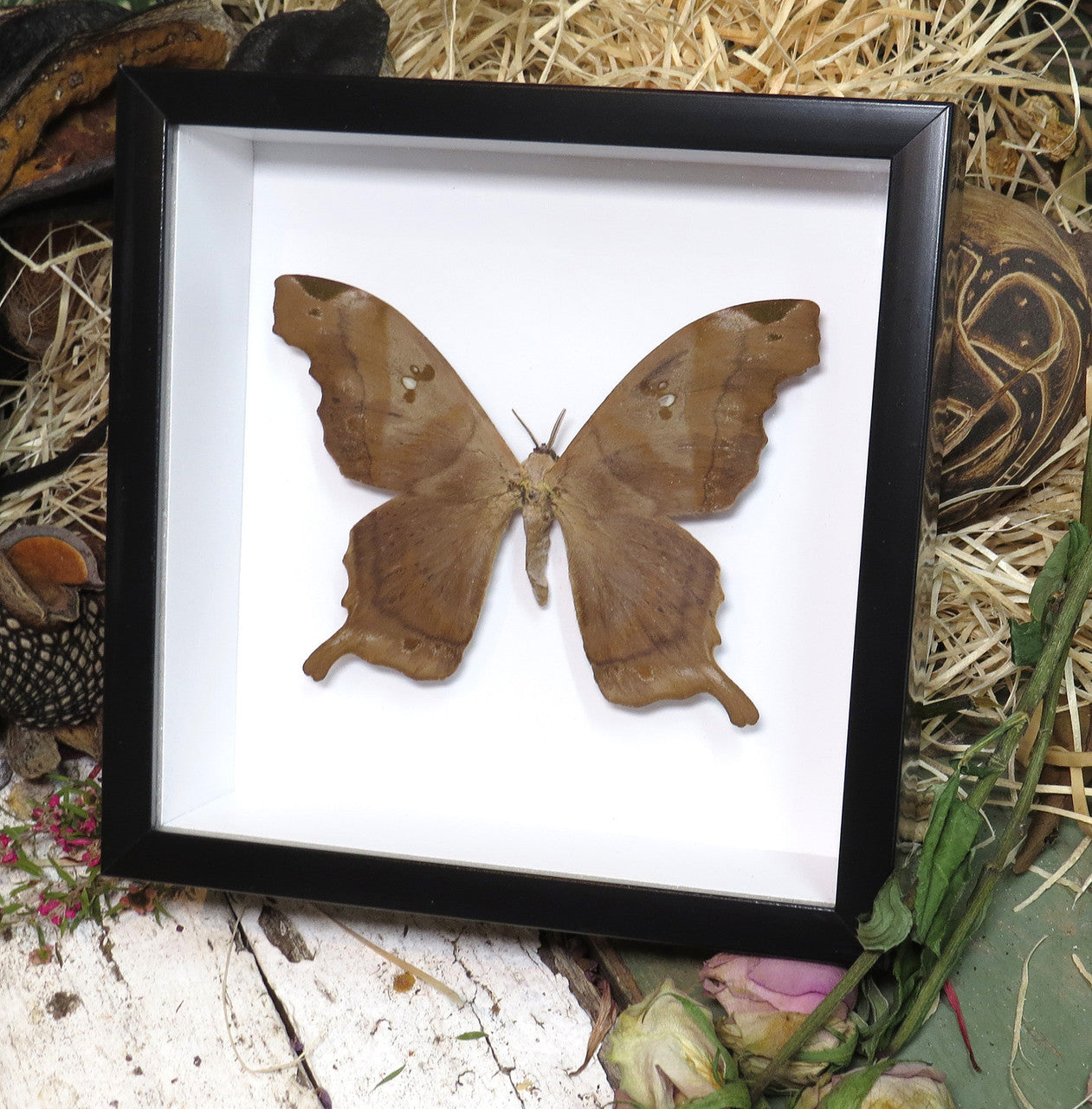 Moth sp. 2 ( special )