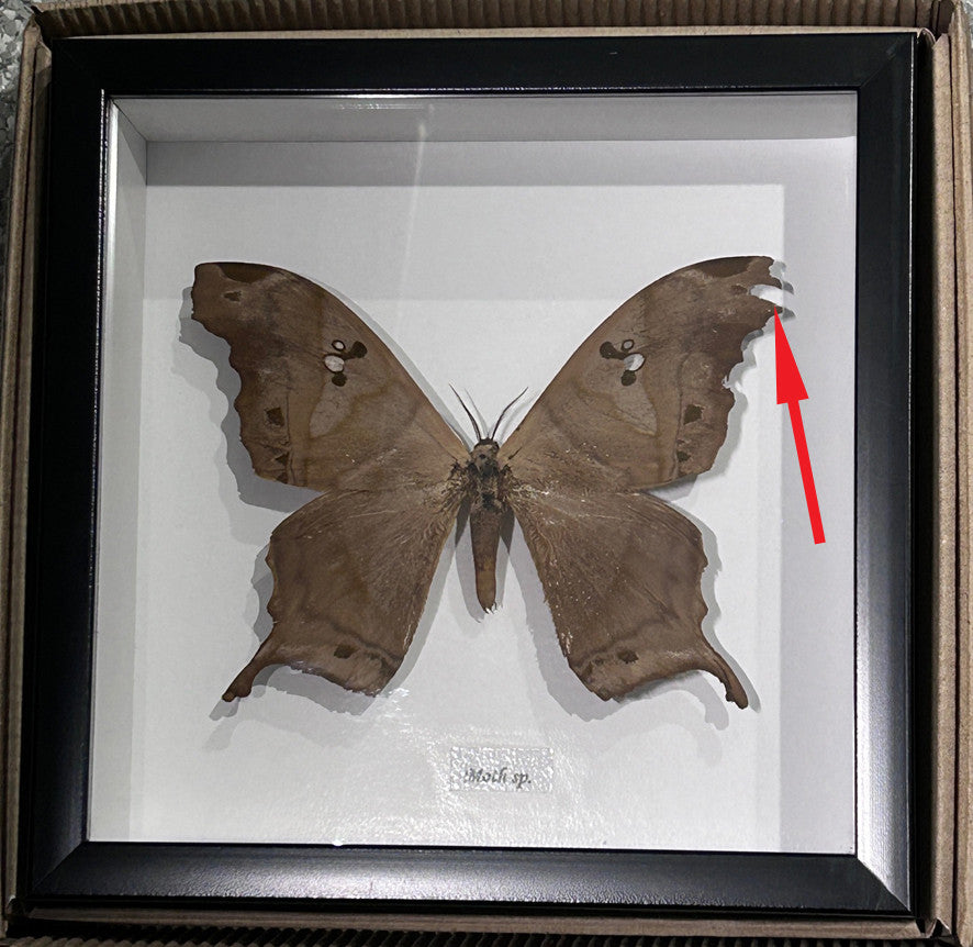 Moth sp. 2 ( special )