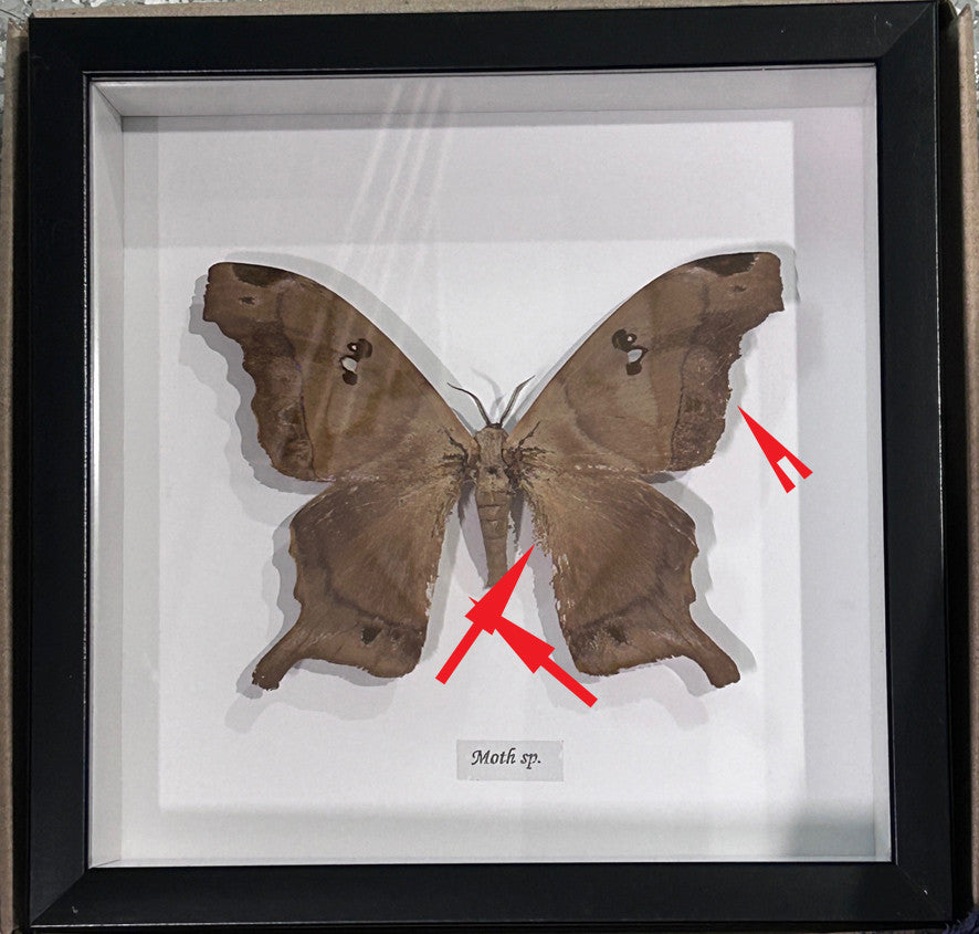 Moth sp. 2 ( special )