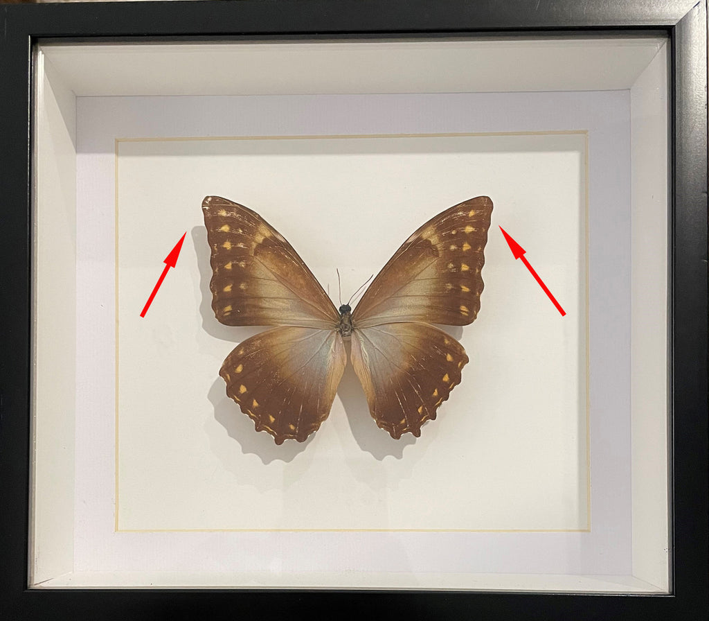 Morpho telemachus