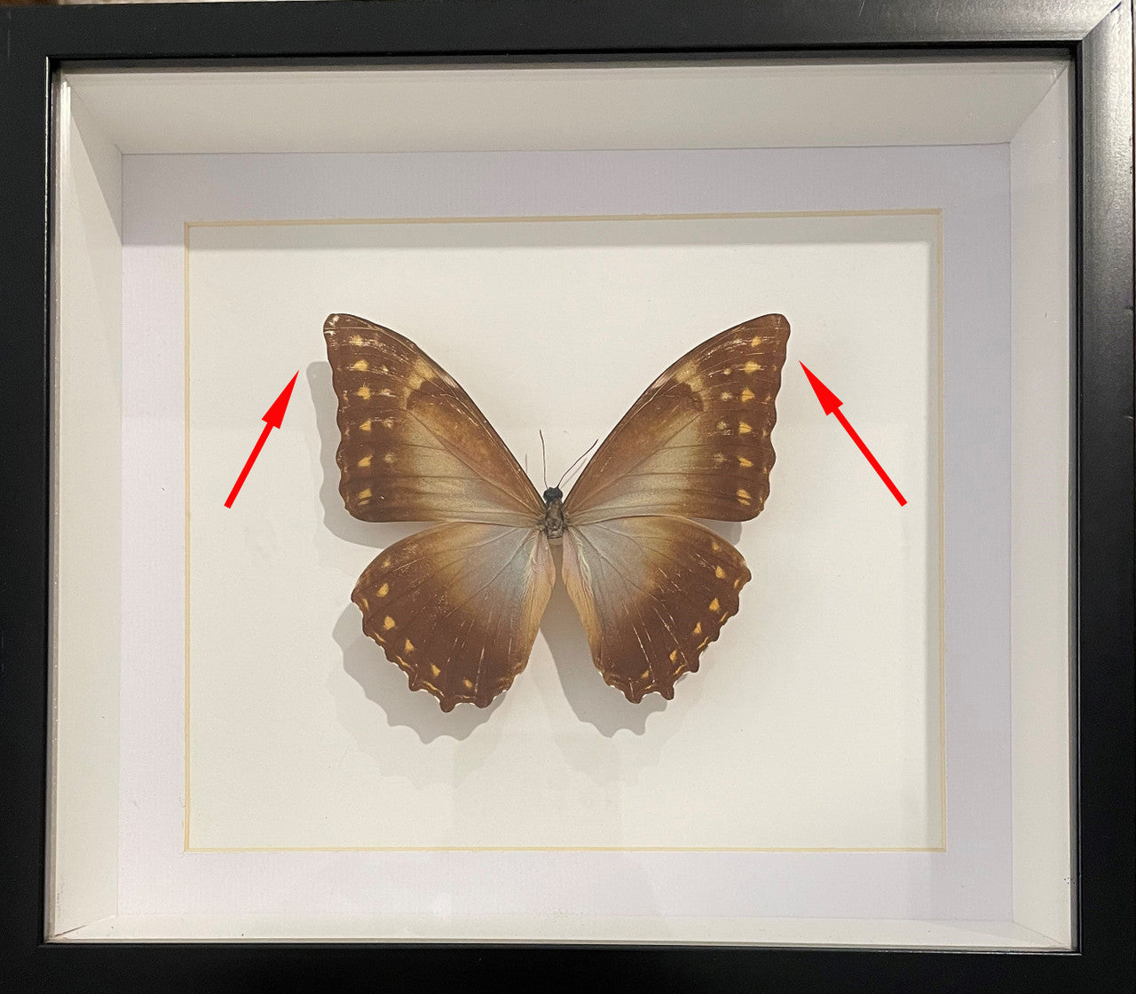 Morpho telemachus