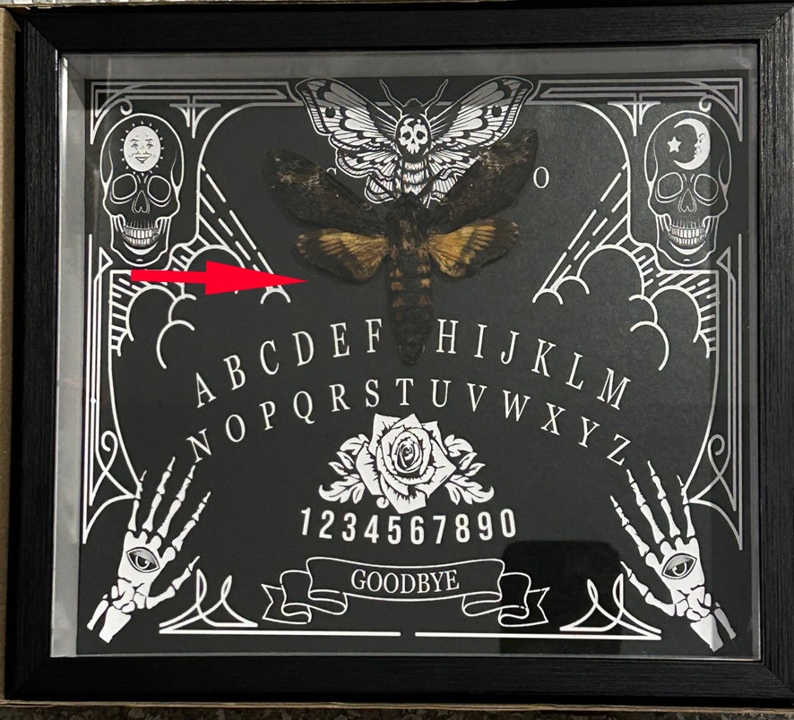 Acherontia atropos aka Death's-head moth Ouija board  # 4( special )