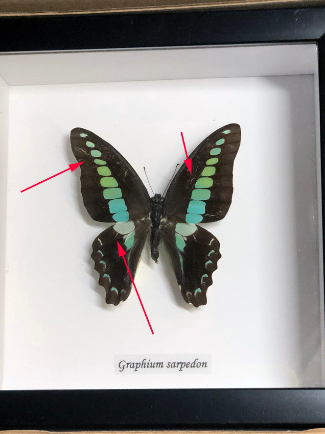 Graphium sarpedon ( special )