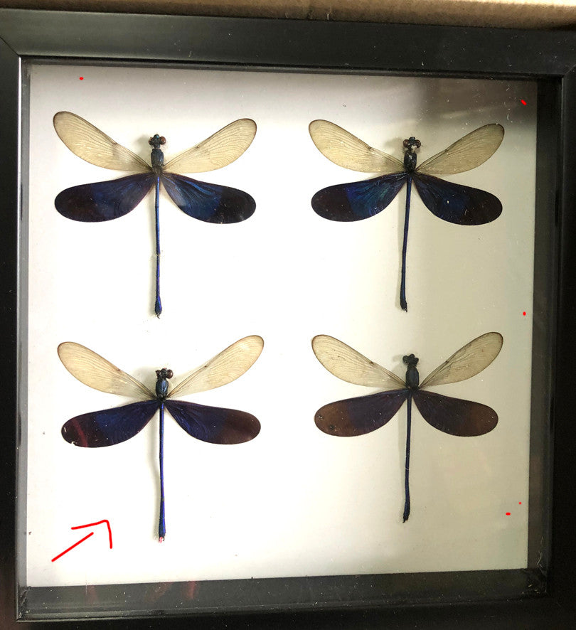 Neurobasis kaupi 4 ( special )