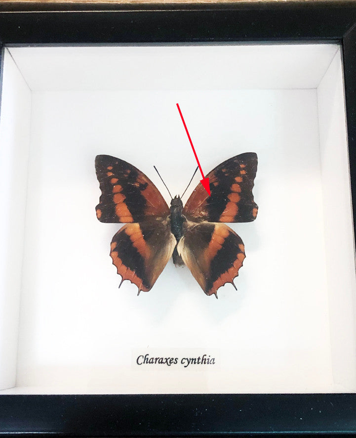 Charaxes cynthia ( special )