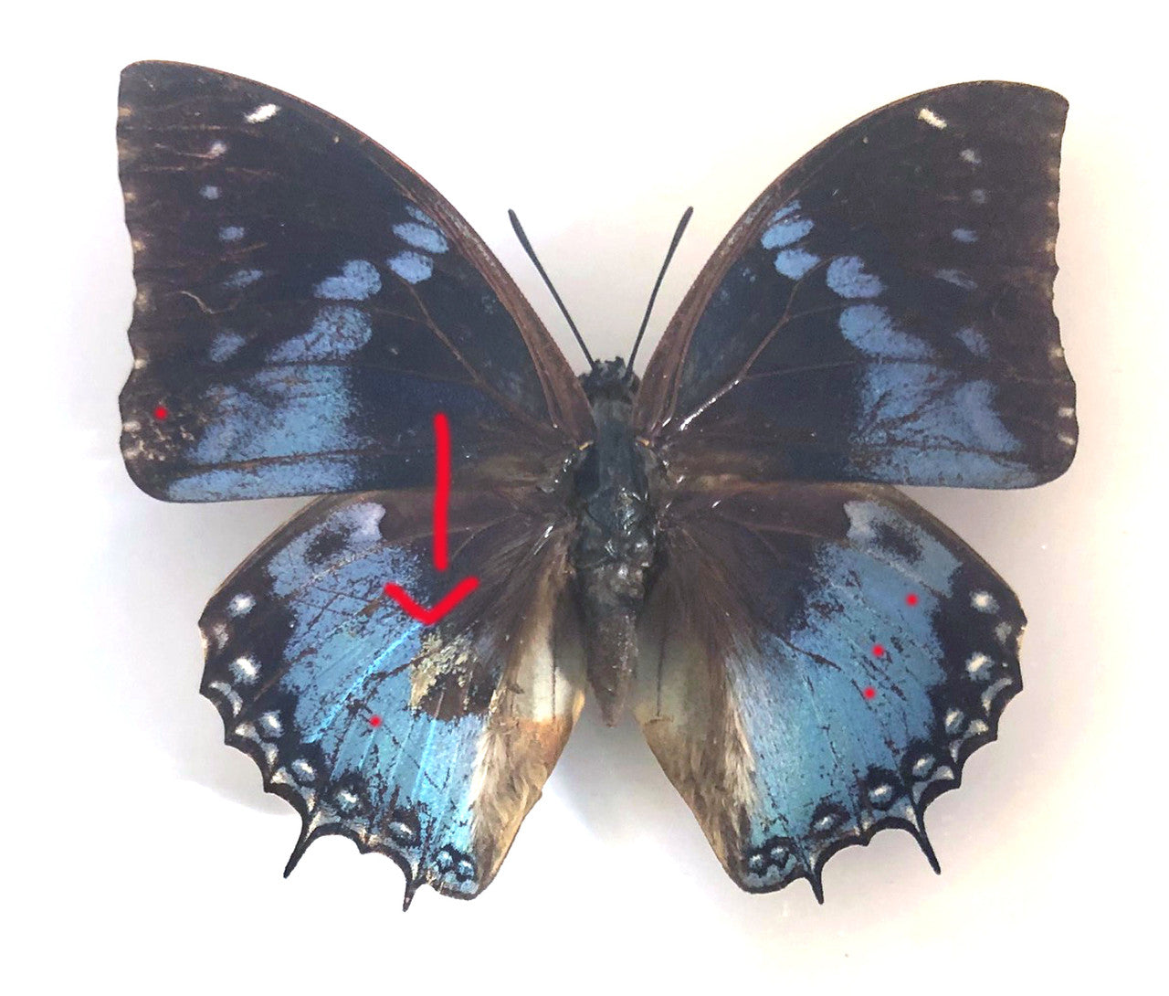 Charaxes smaragdalis  (special )