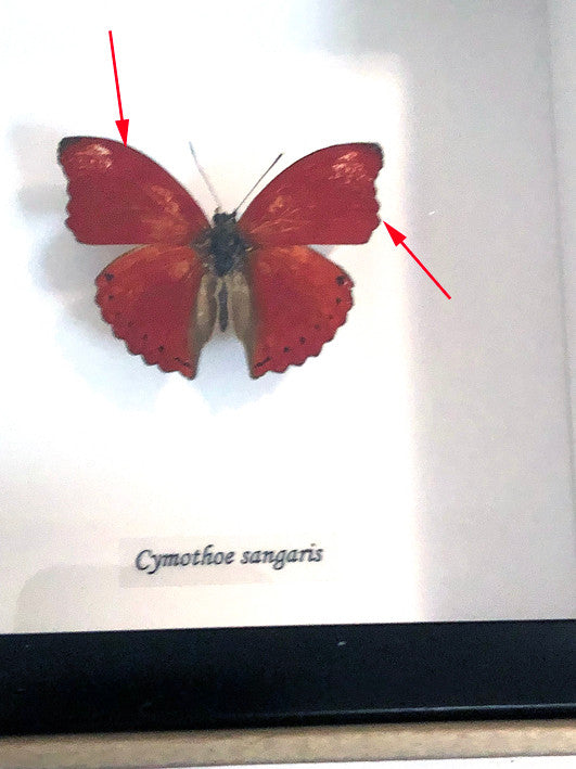 Cymothoe sangaris ( special )