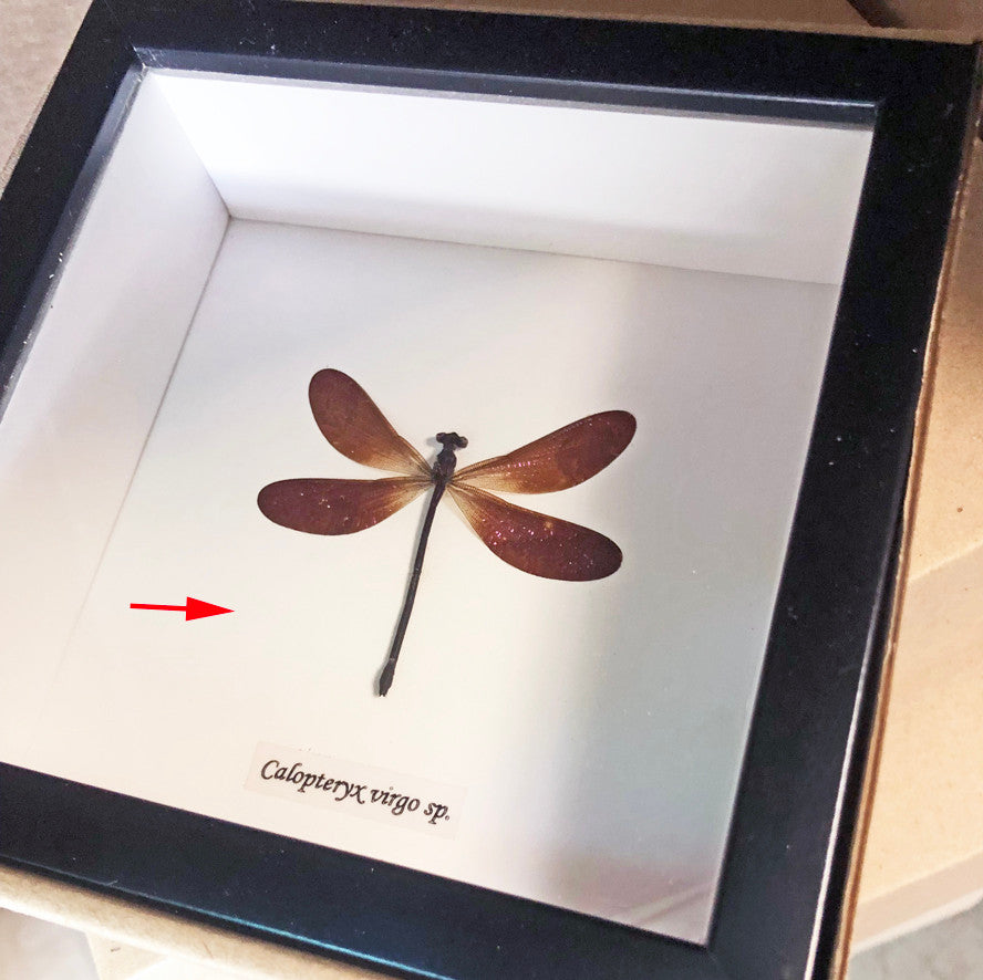 Calopteryx virgo ( special )