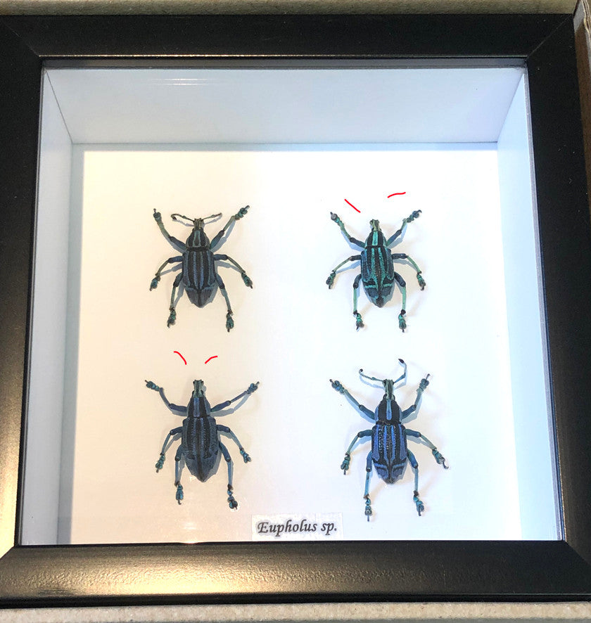 Eupholus bennetti  (special )