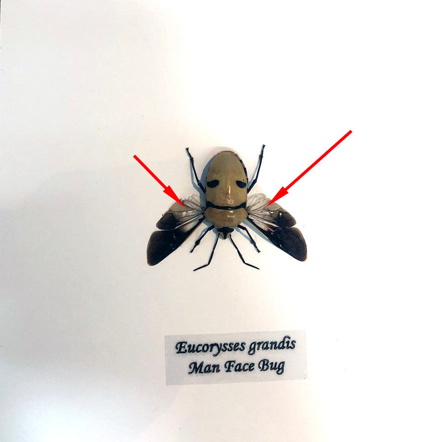 Eucorysses grandis ( Death Head Bug ) open ( special )